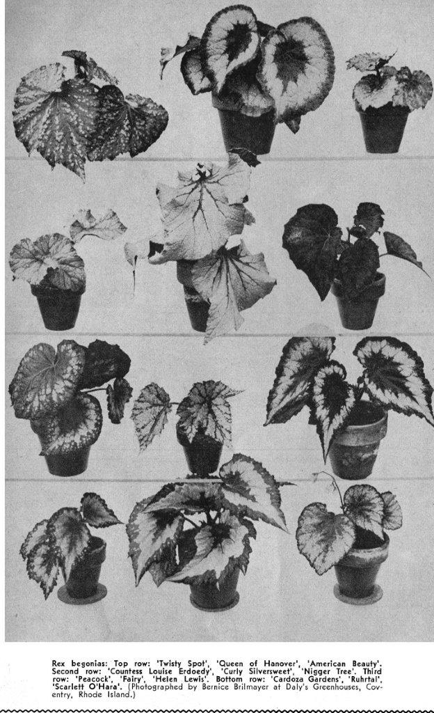 B. ‘Cardoza Gardens’